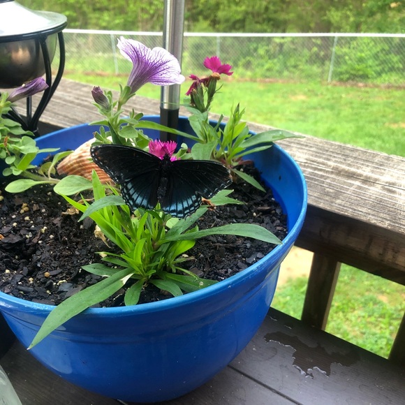 Meet your Posher, Ashley - Picture 1 of 1